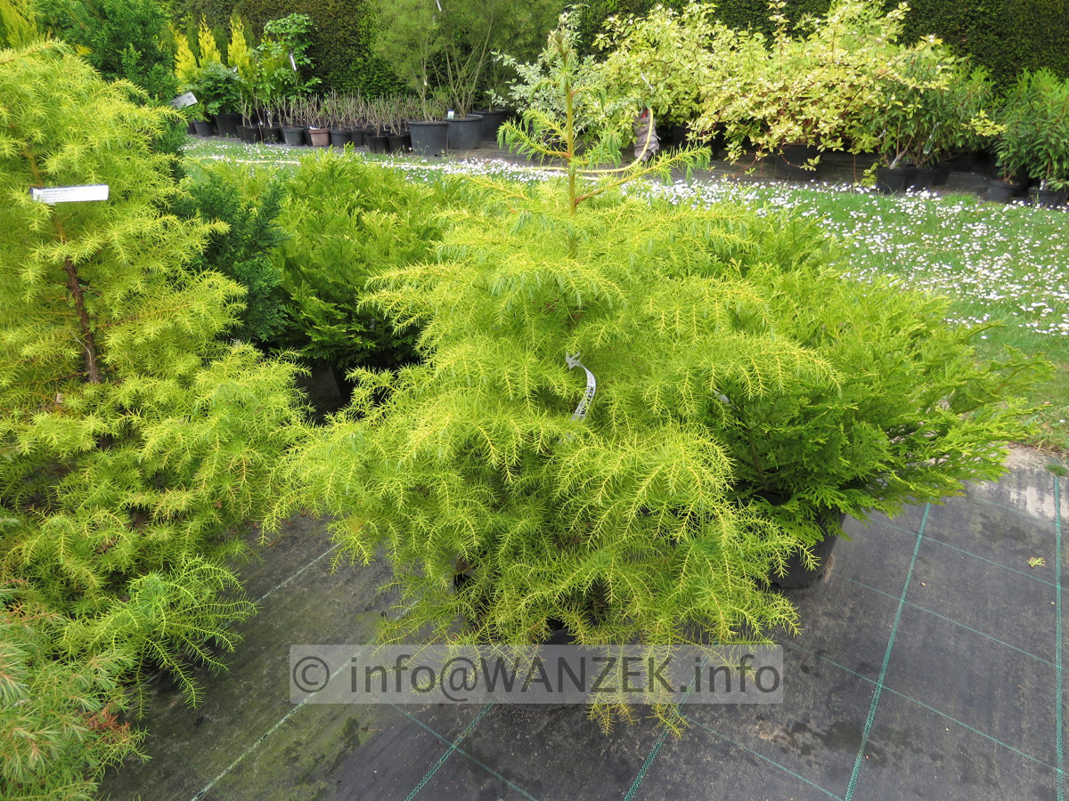 Cryptomeria japonica Elegans Viridis 02.JPG